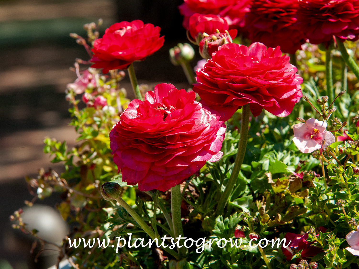 Magic Rose Persian Buttercup (Rannunculus asiaticus)